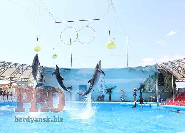 дельфины, Бердянск 