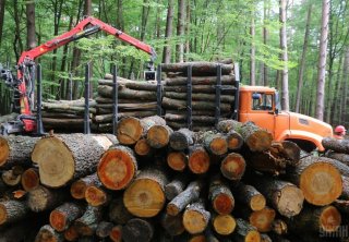 Вирубка деревини в Україні