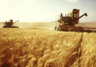 Збір урожаю пшениці
