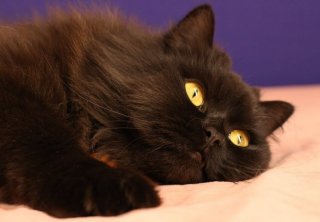 Чорний персидський кіт