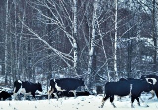 Чорнобильський радіаційно-екологічний біосферний заповідник, чорнобиль, тварини, зона відчуження, зима, зимівля, олені, корови